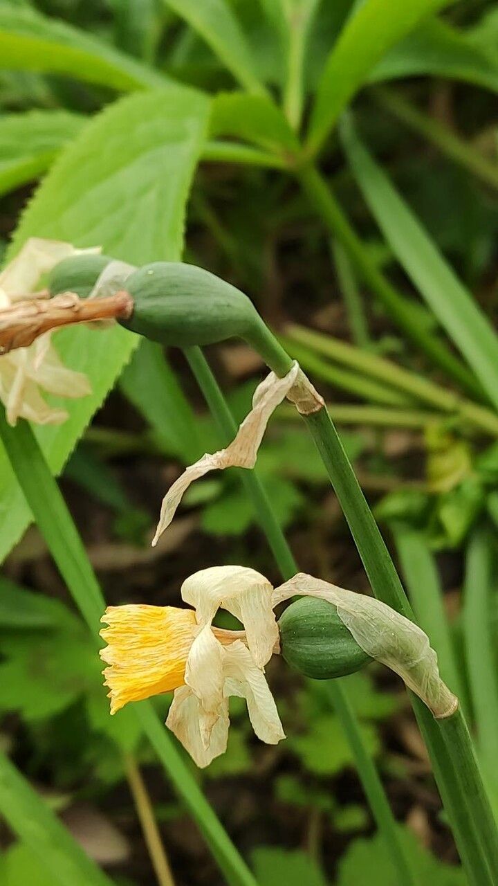 Narcissus cyclamineus fruit