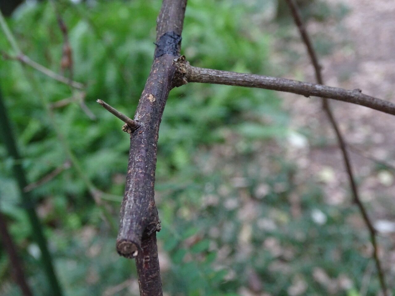 Sophora davidii bark