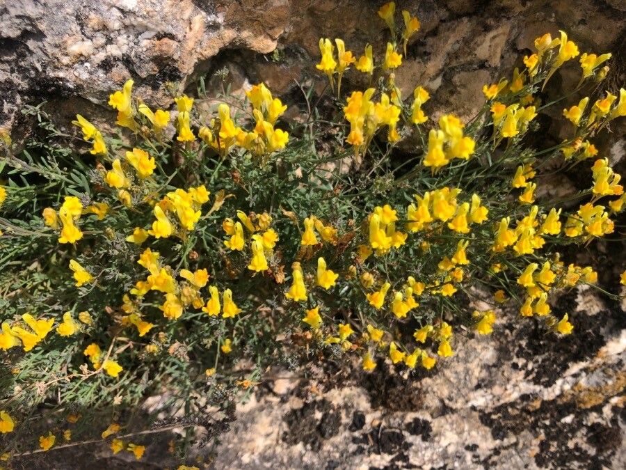 Linaria supina flower