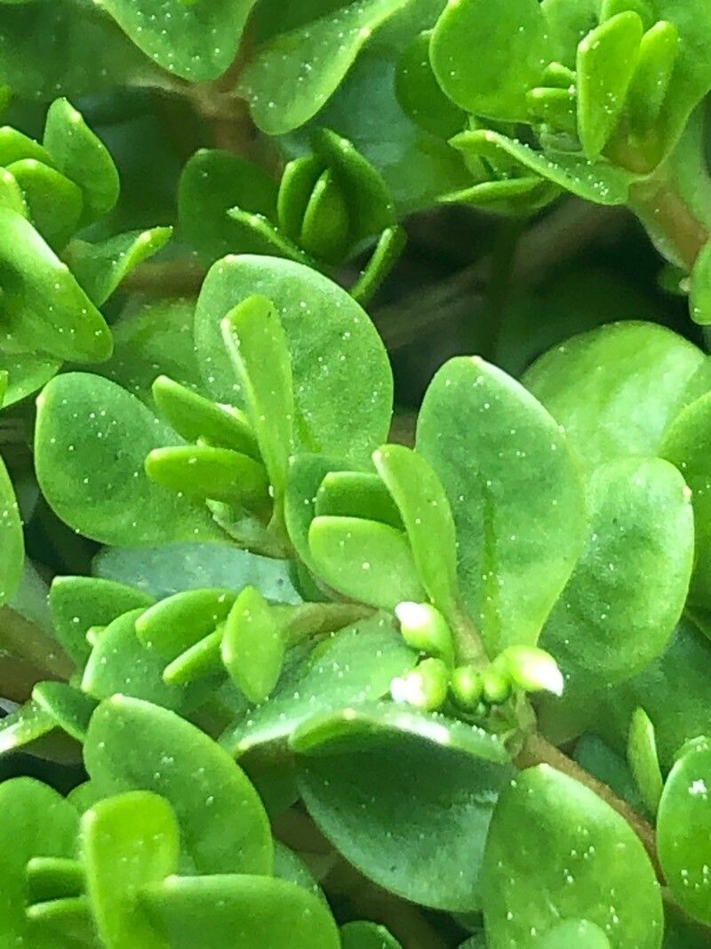 Montia fontana flower