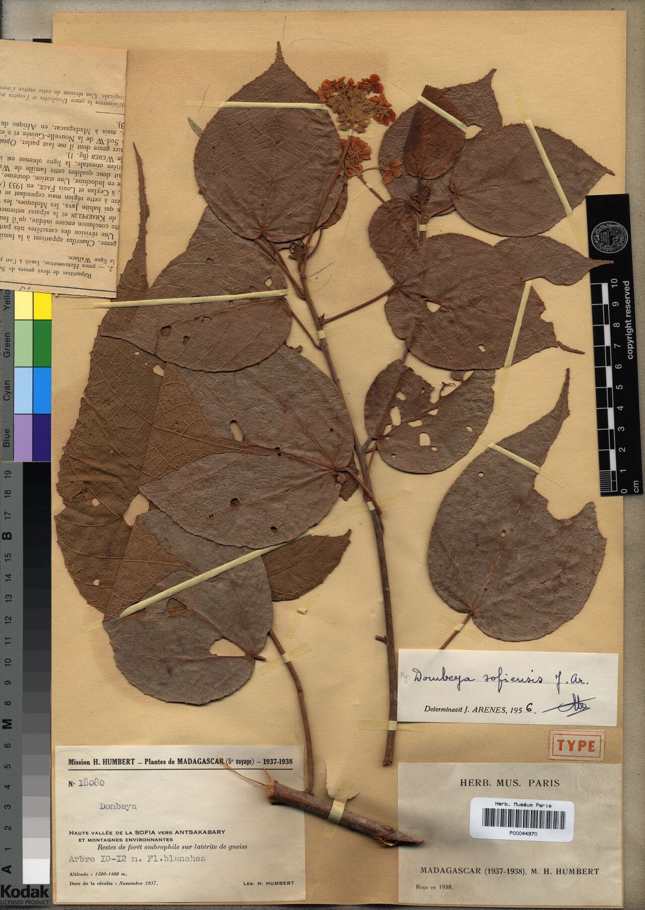 Dombeya sofiensis — houseplant care guide