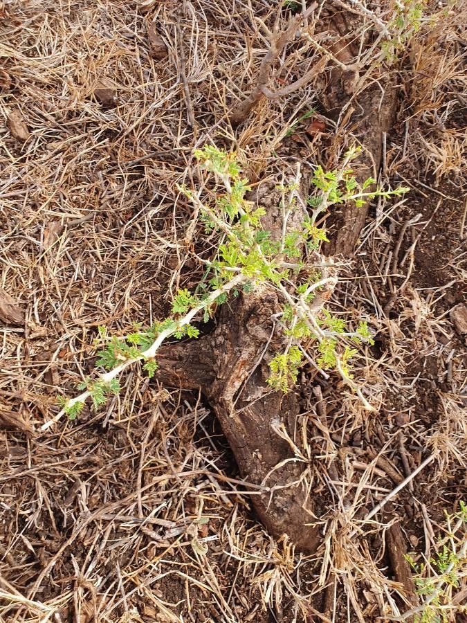 Faidherbia albida — soil improver houseplant