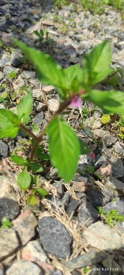 Cuphea elliptica — search result for 'Cuphea'