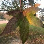 Liquidambar orientalis