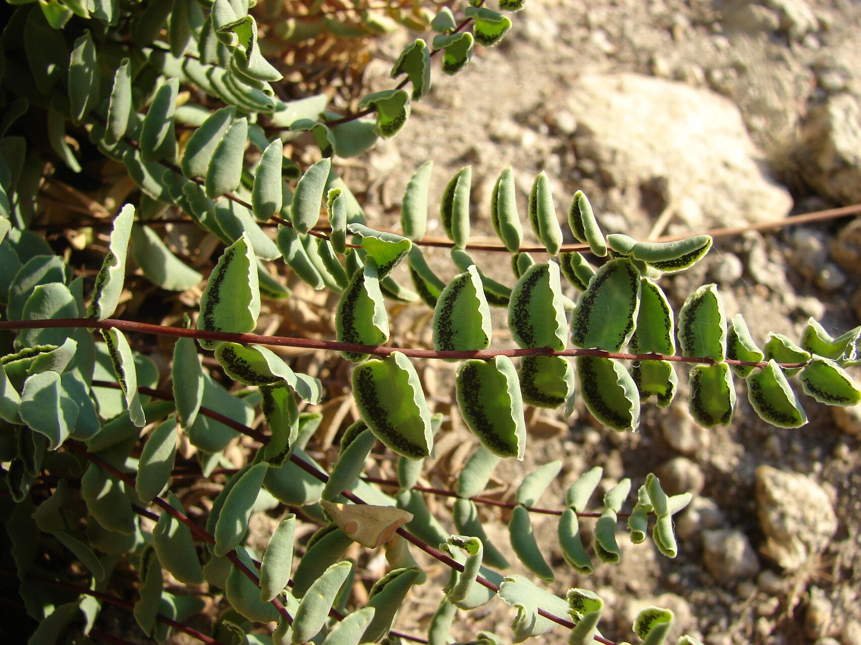 Hemionitis bridgesii — houseplant care guide