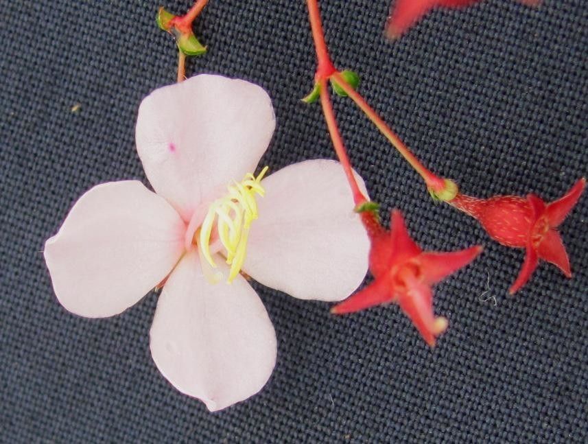 Monochaetum macrantherum — related species from the same genus