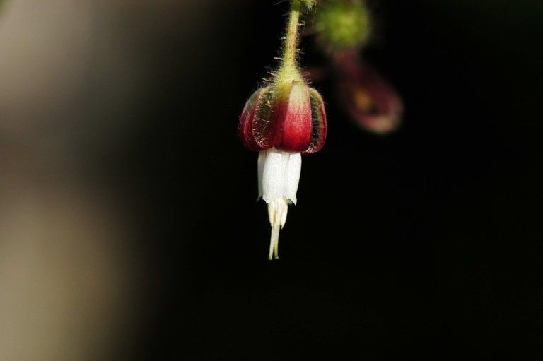 Ribes thacherianum flower