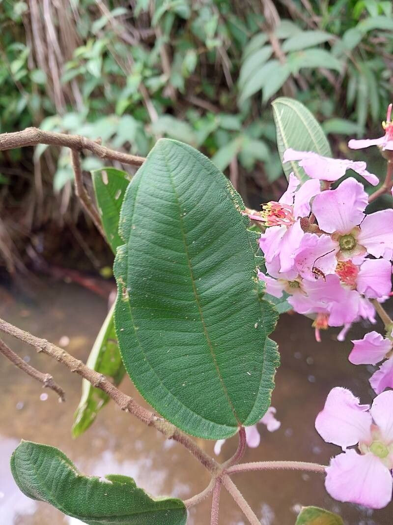 Dichaetanthera altissima leaf
