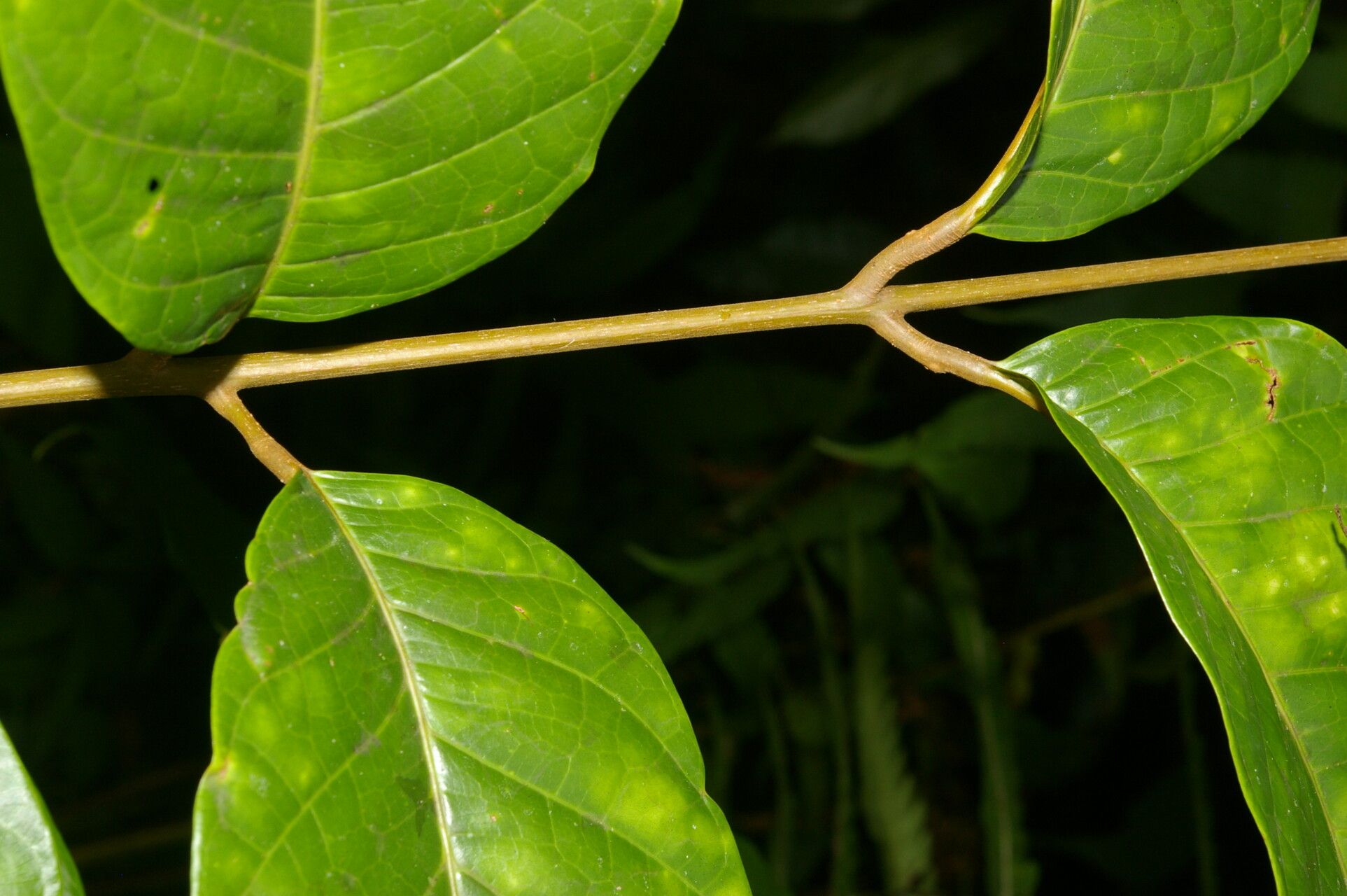 Protium pecuniosum bark