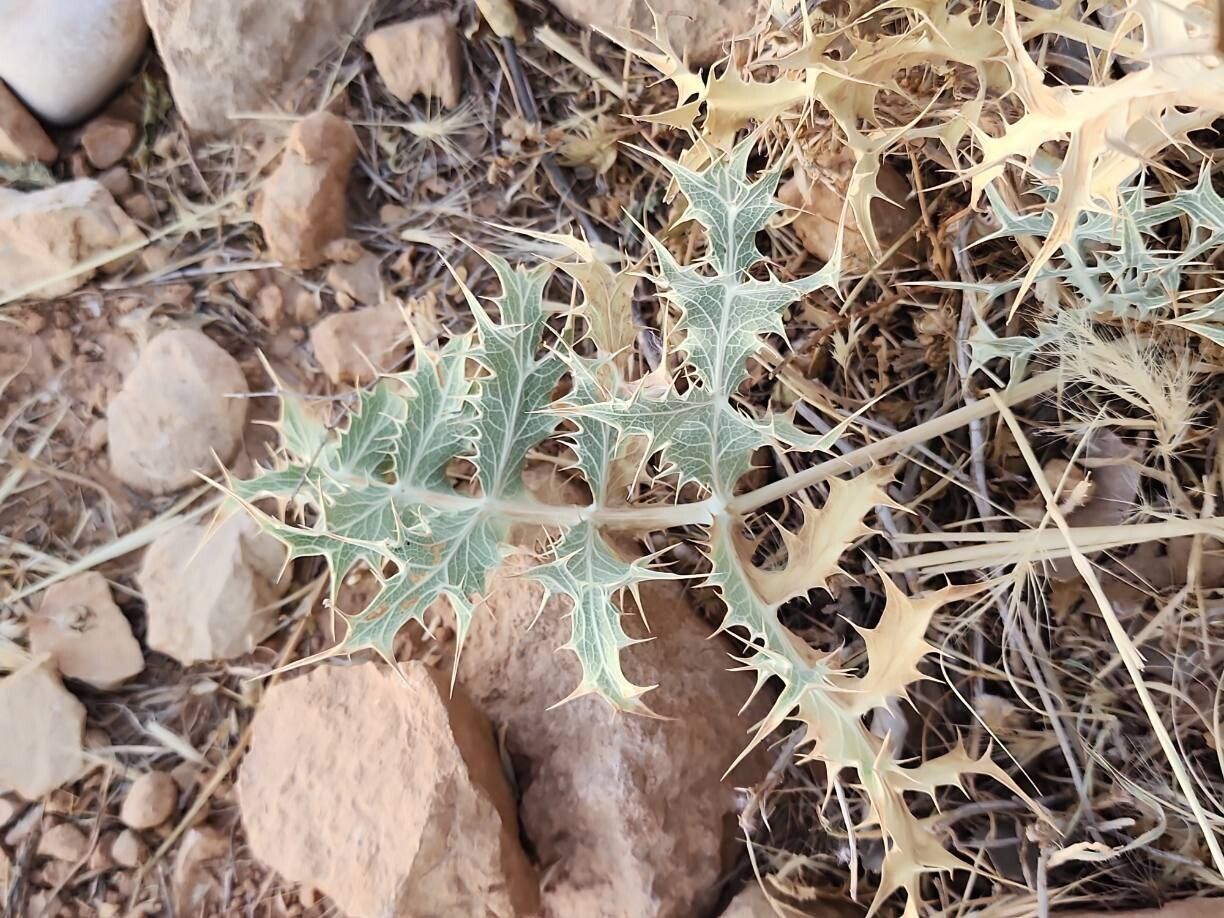 Eryngium billardierei leaf