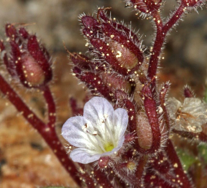 Phacelia eisenii flower