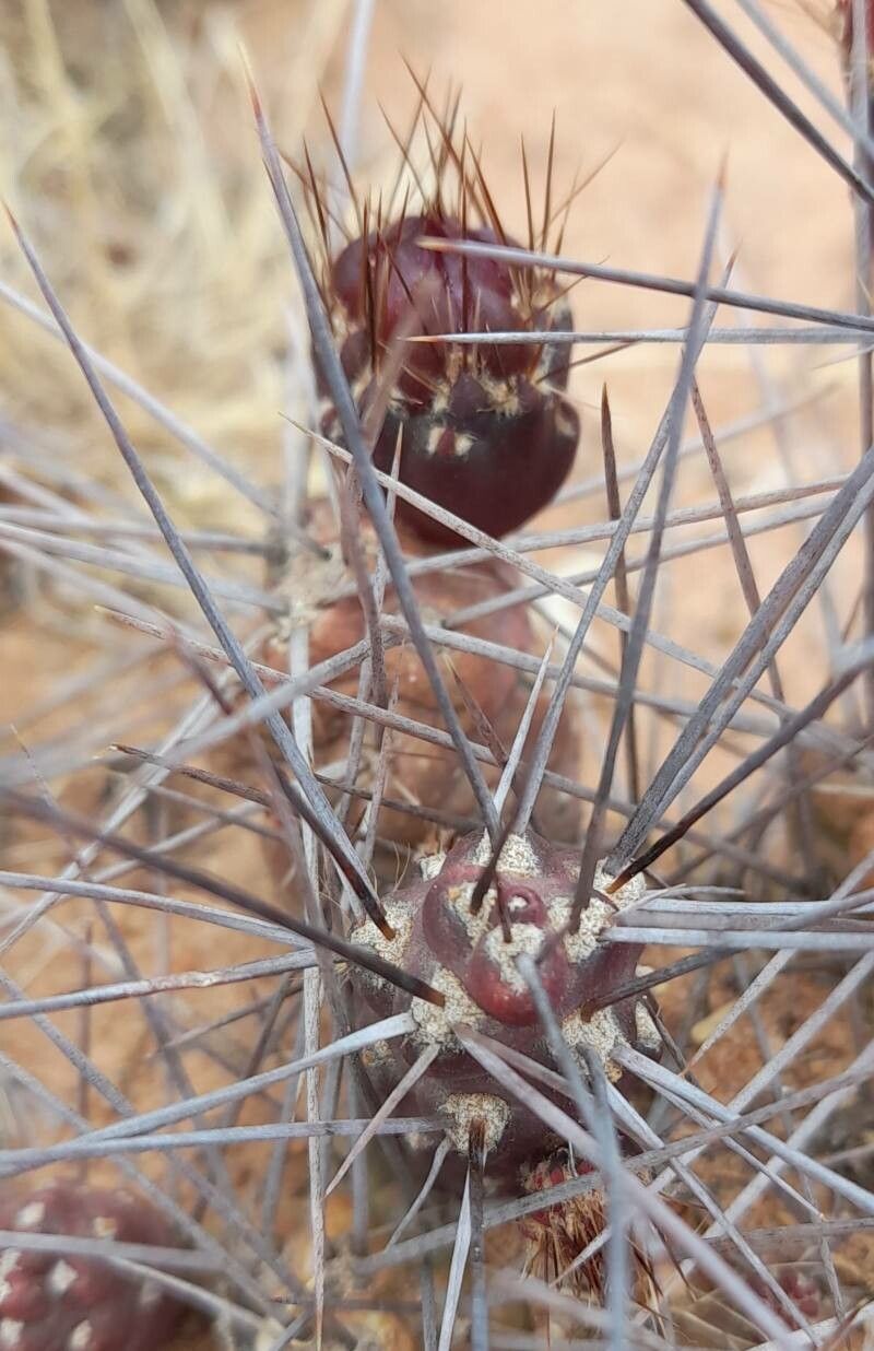 Tephrocactus nigrispinus bark