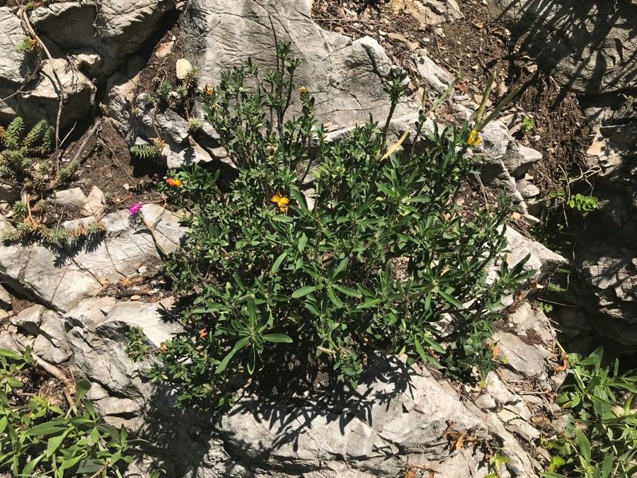 Erysimum × cheiri habit