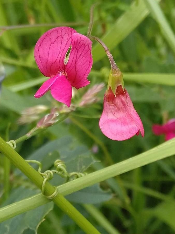 Lathyrus pallescens flower