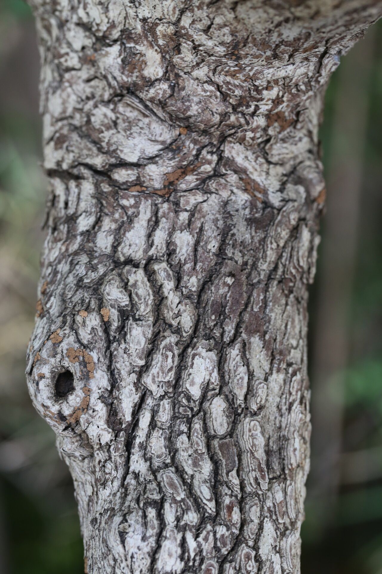 Antidesma rufescens bark