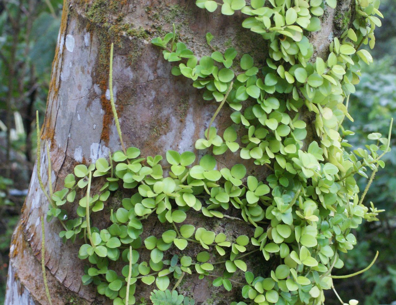 Peperomia trifolia habit
