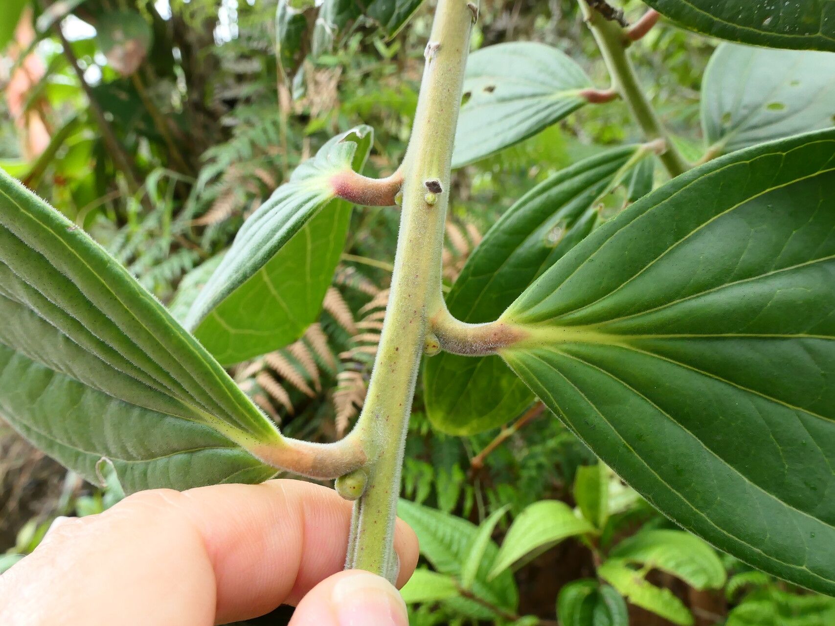 Cavendishia pubescens — houseplant care guide