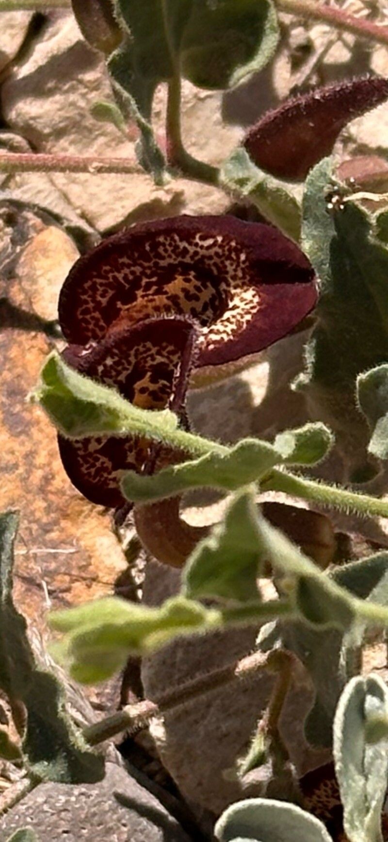Aristolochia wrightii flower