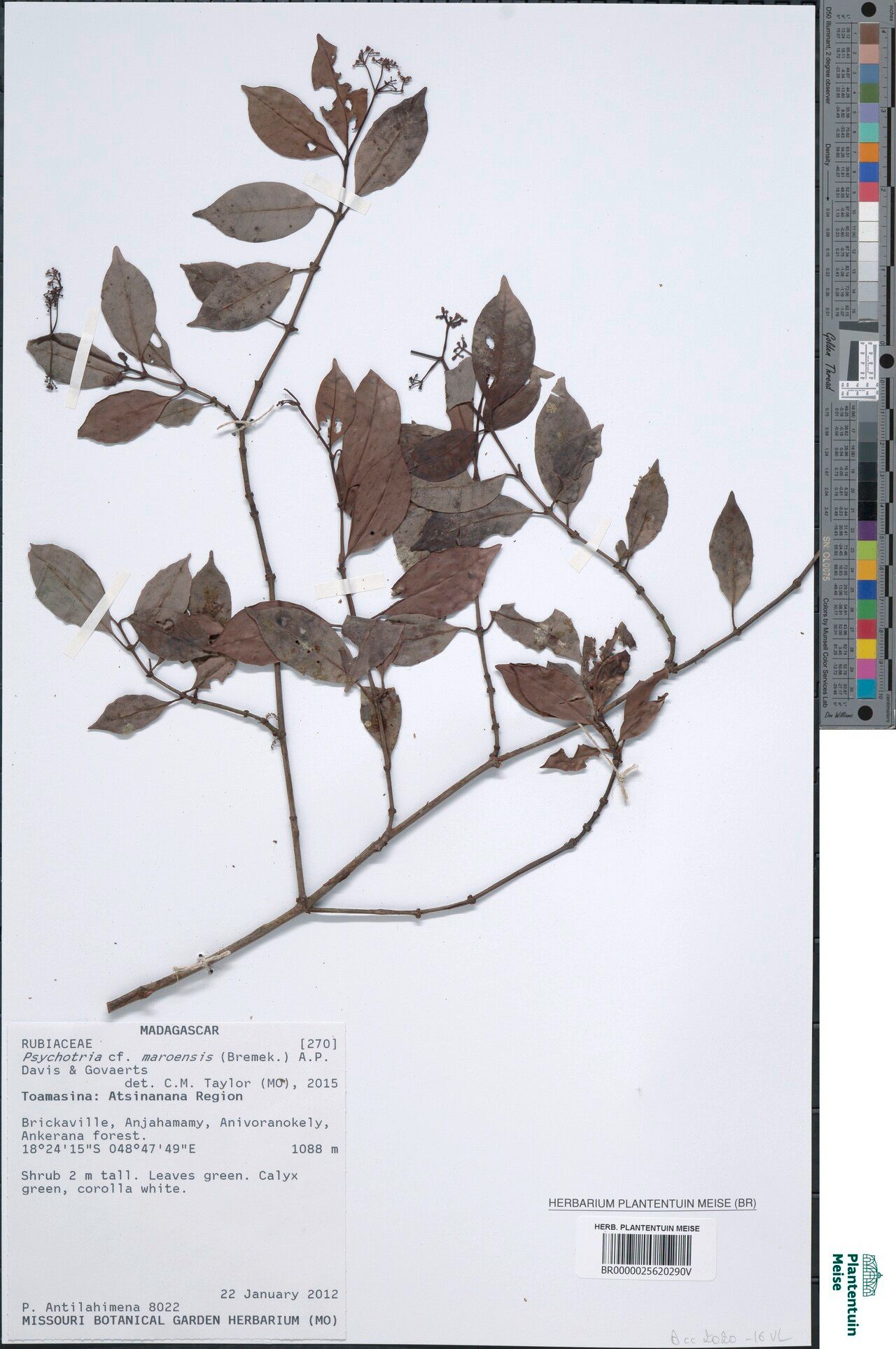 Psychotria maroensis — houseplant care guide