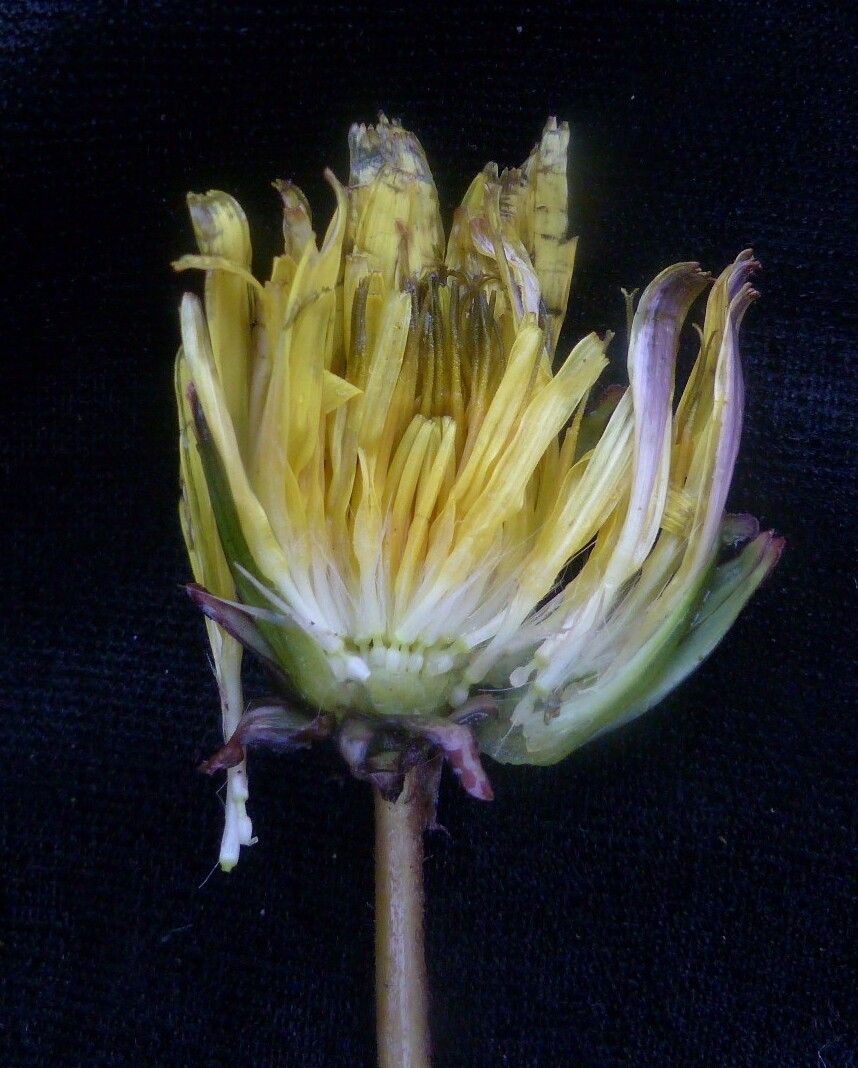 Taraxacum eriopodum — houseplant care guide