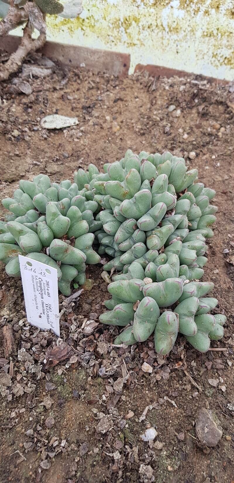 Conophytum chauviniae habit