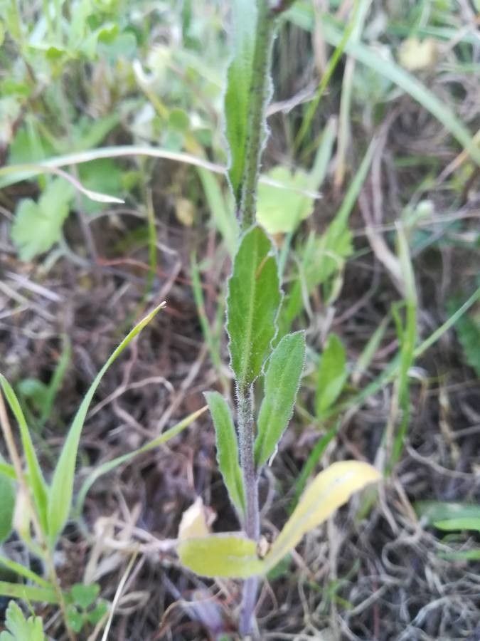 Bunias erucago — search result for 'southern Asia'