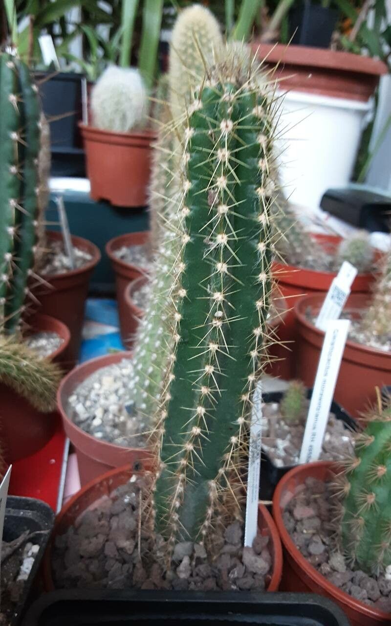 Pilosocereus brooksianus — search result for 'Pilosocereus'