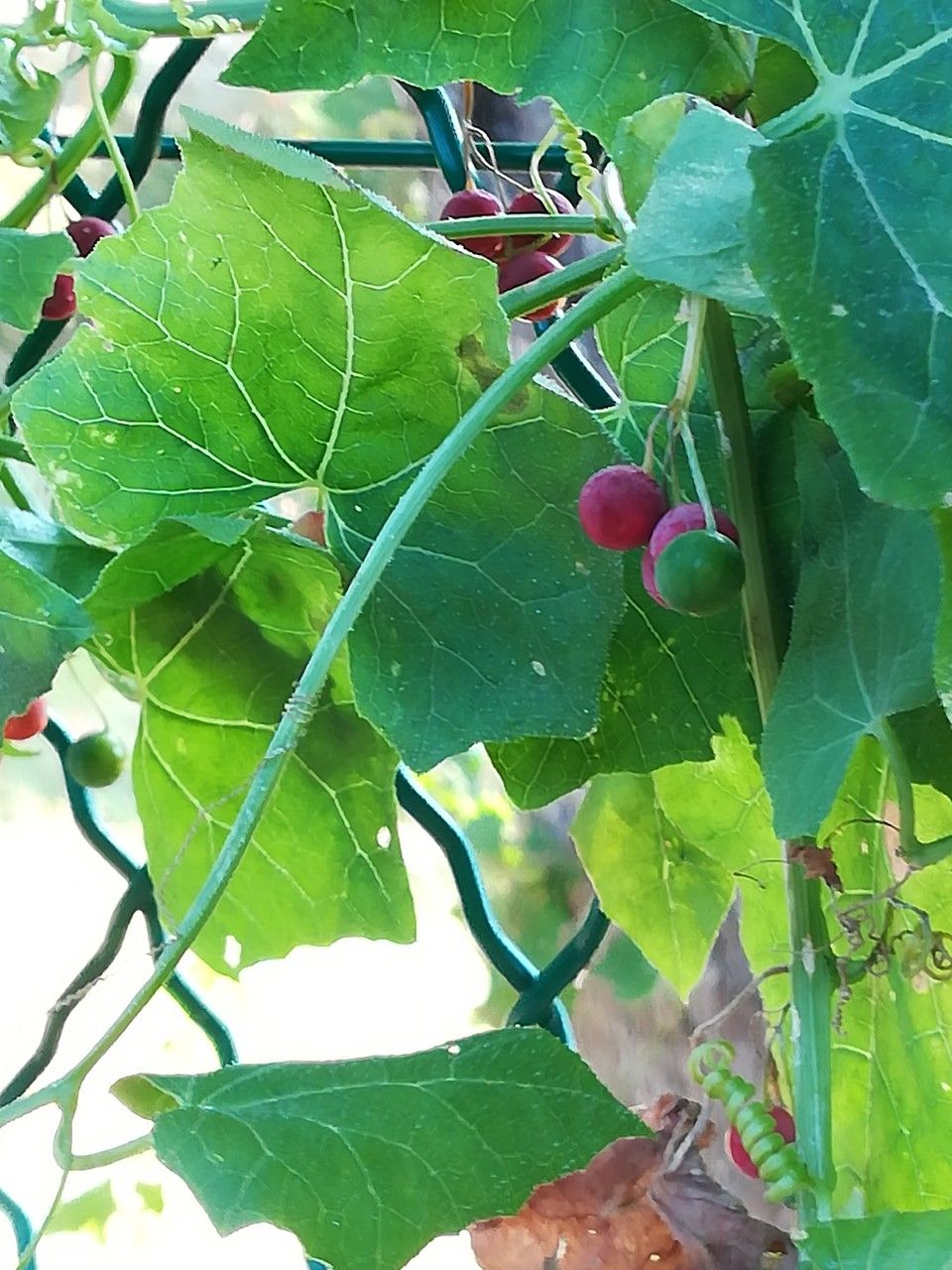 Bryonia dioica fruit