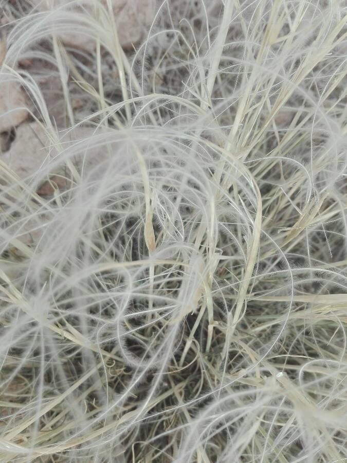 Stipa barbata fruit