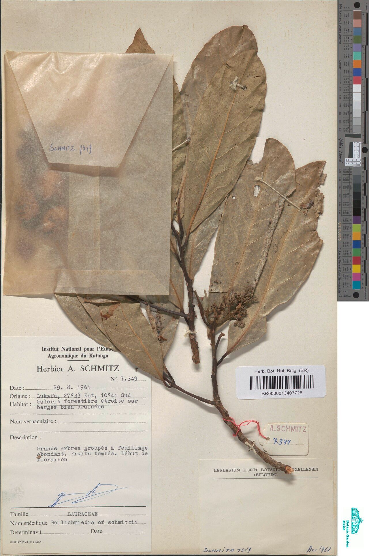 Beilschmiedia schmitzii — houseplant care guide