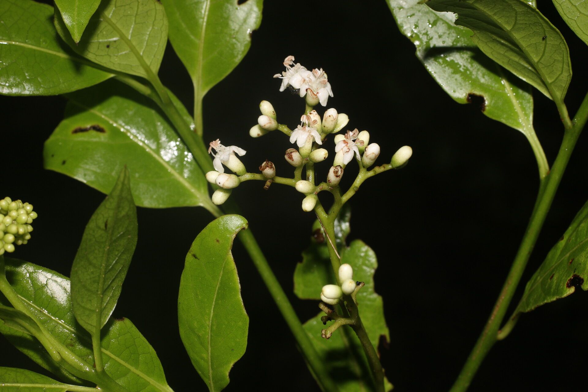 Cordia croatii flower