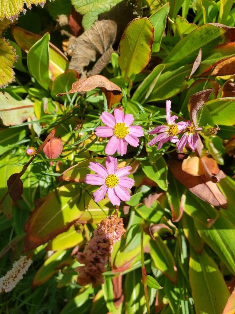 Senecio elegans flower