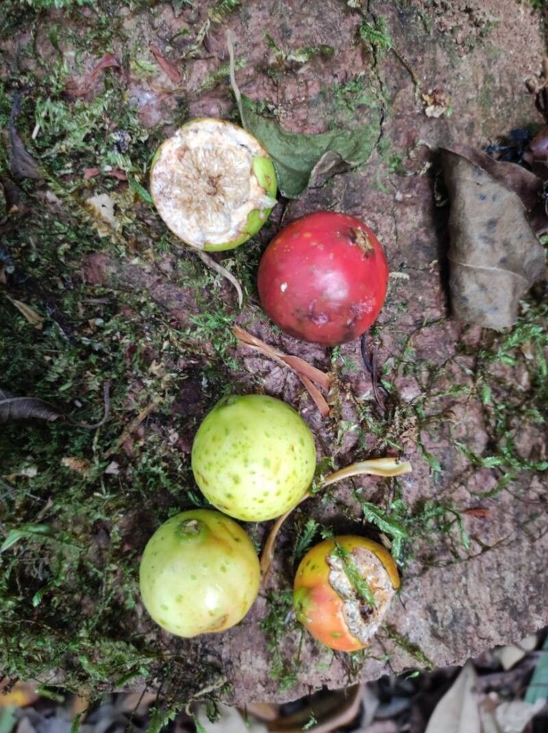 Ficus crassiuscula — houseplant care guide