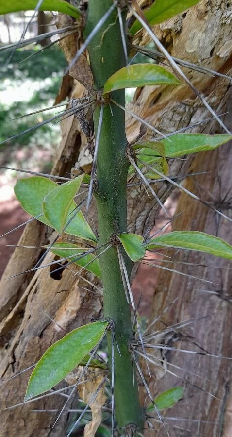 Pereskia sacharosa other