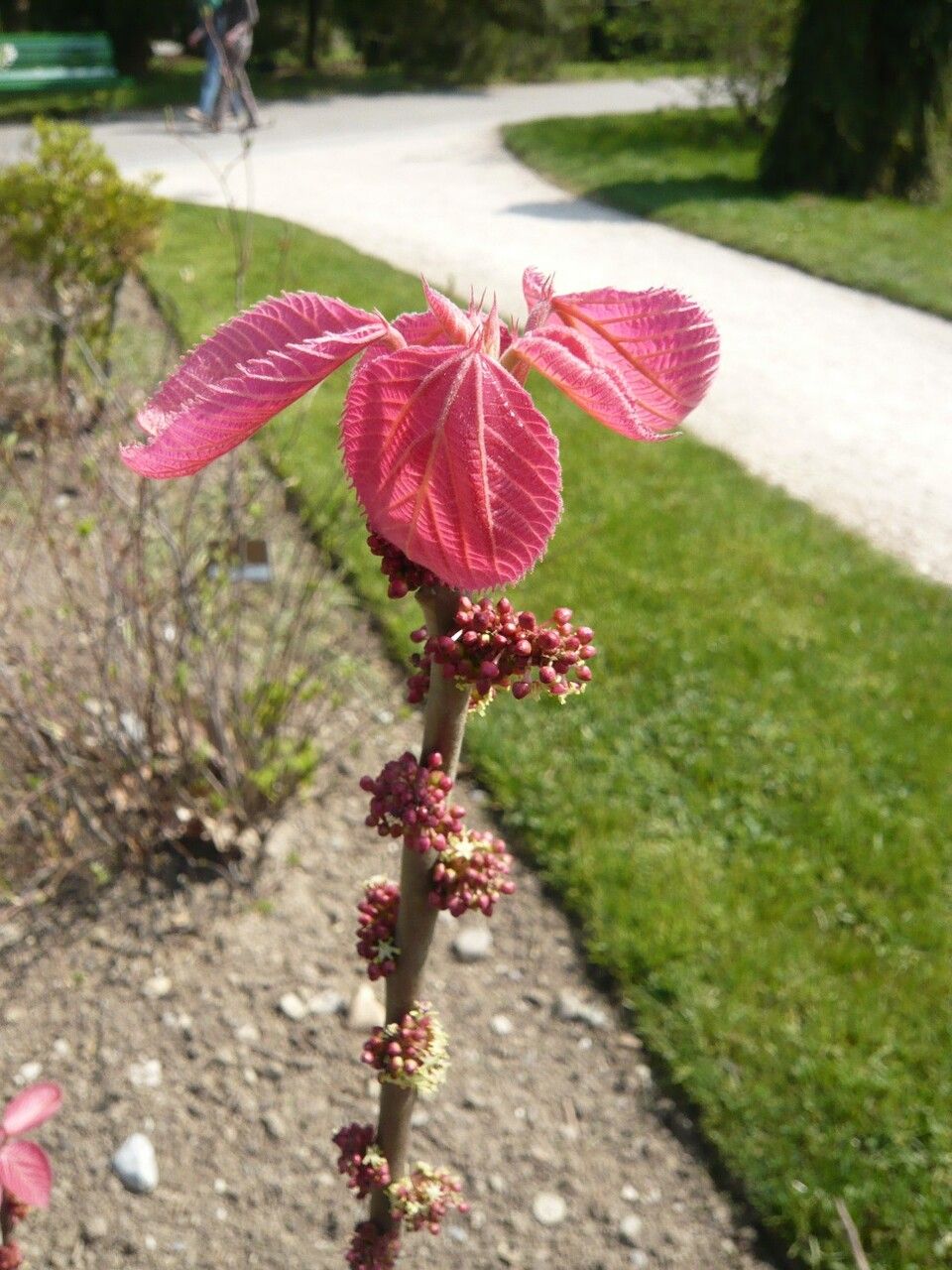 Alchornea davidii other