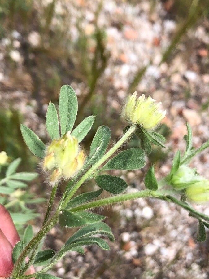 Anthyllis cornicina — related species from the same genus