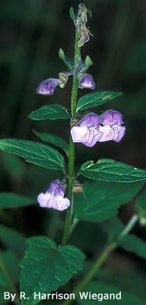 Scutellaria saxatilis — houseplant care guide