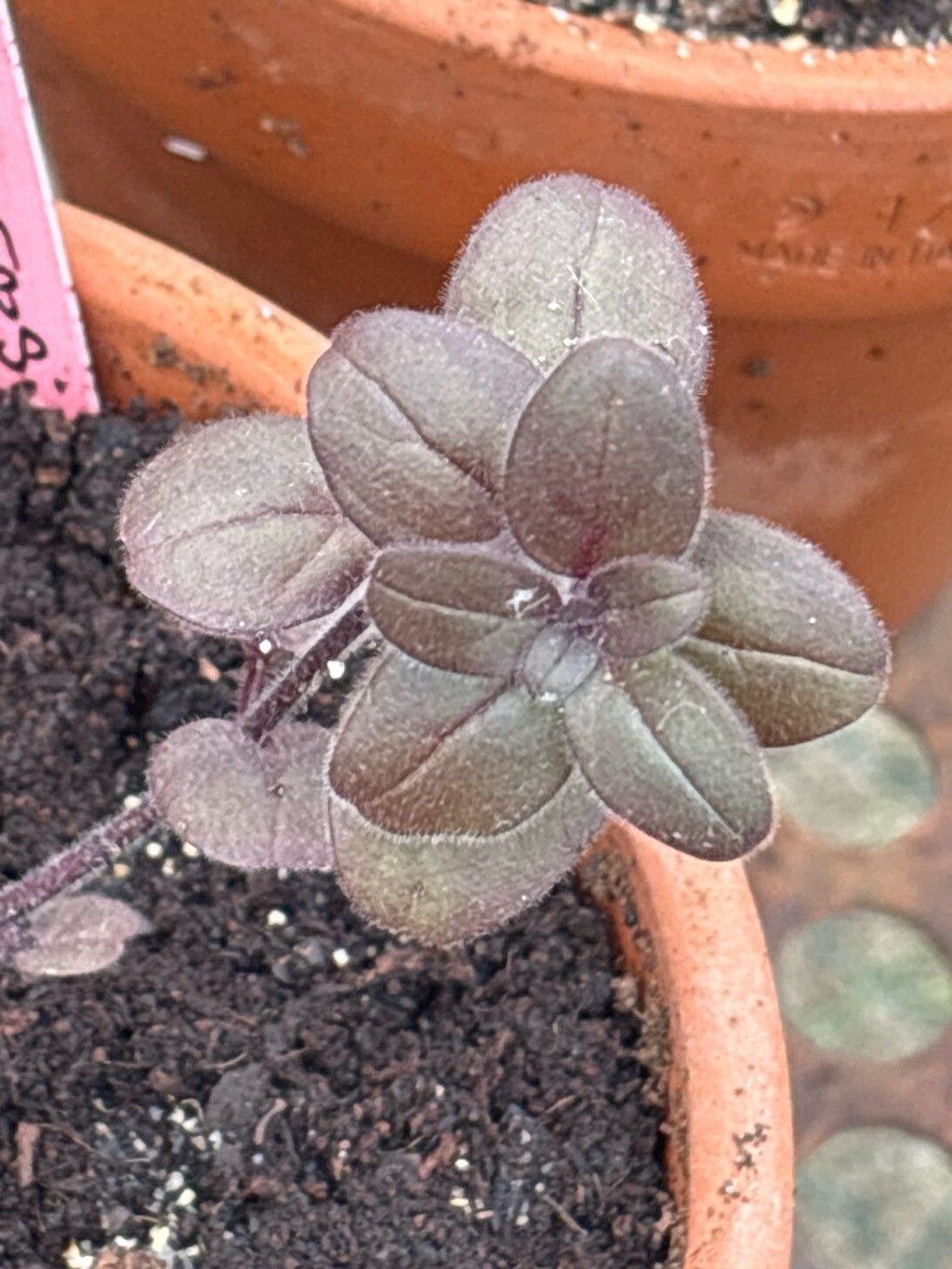 Antirrhinum grosii leaf