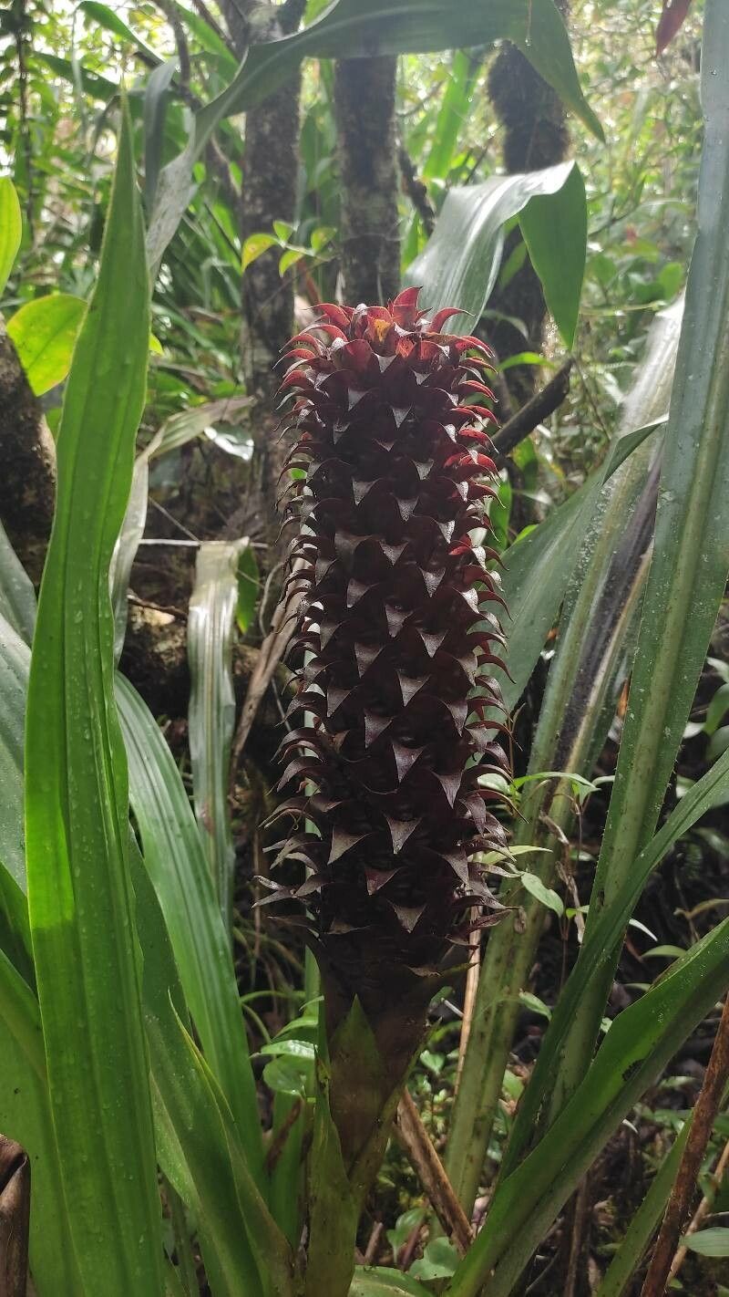 Pitcairnia funkiae — search result for 'Pitcairnia'