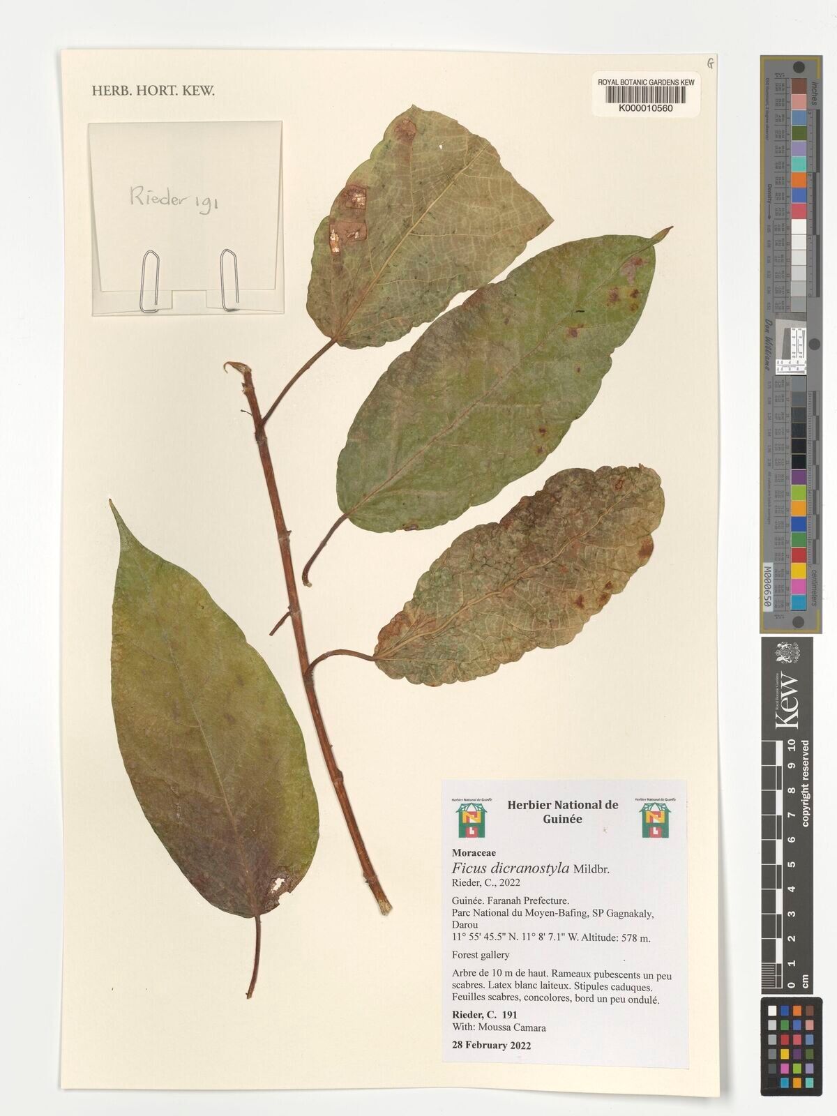 Ficus dicranostyla — houseplant care guide