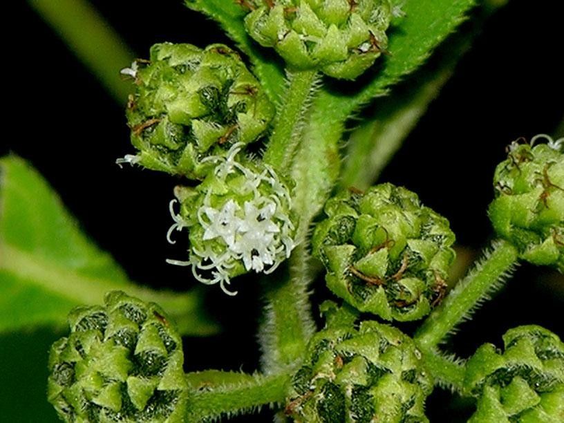 Clibadium eggersii fruit