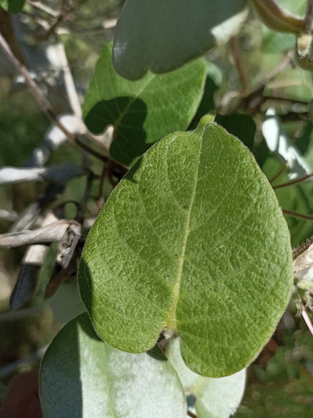 Paederia argentea leaf