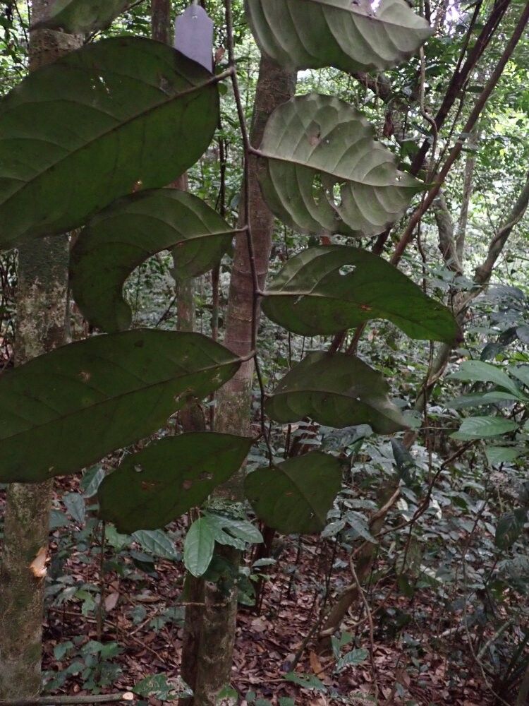 Drypetes similis — houseplant care guide