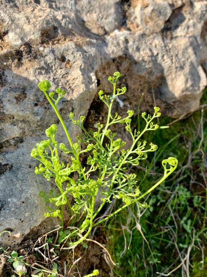 Onychium divaricatum — related species from the same genus