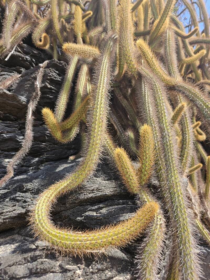 Cereus insularis leaf