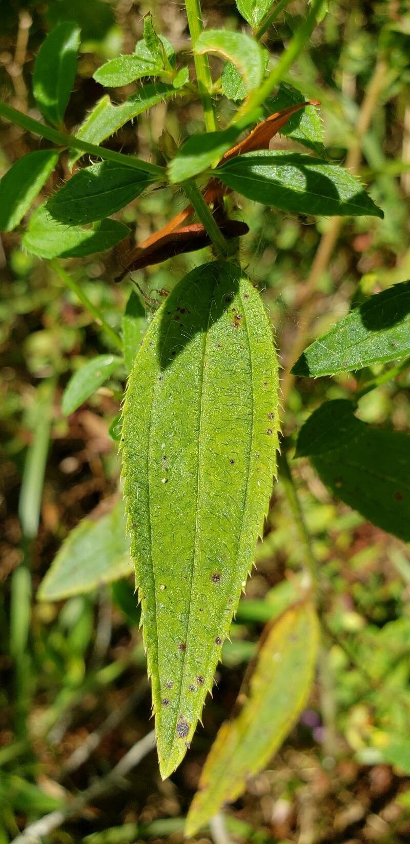 Rhexia mariana — search result for 'Melastomataceae'