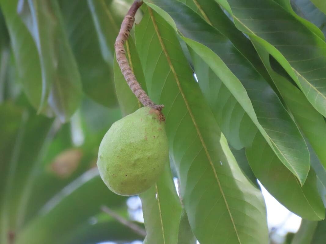 Moquilea platypus fruit
