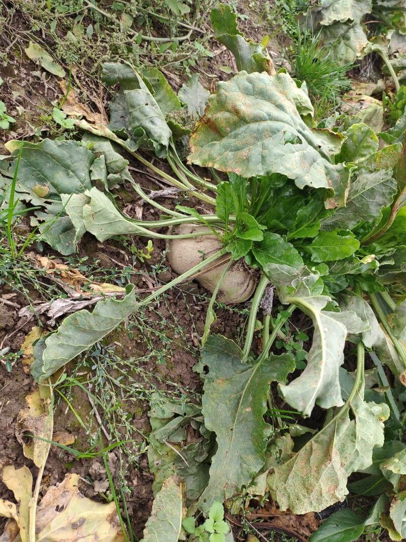 Beta macrocarpa fruit