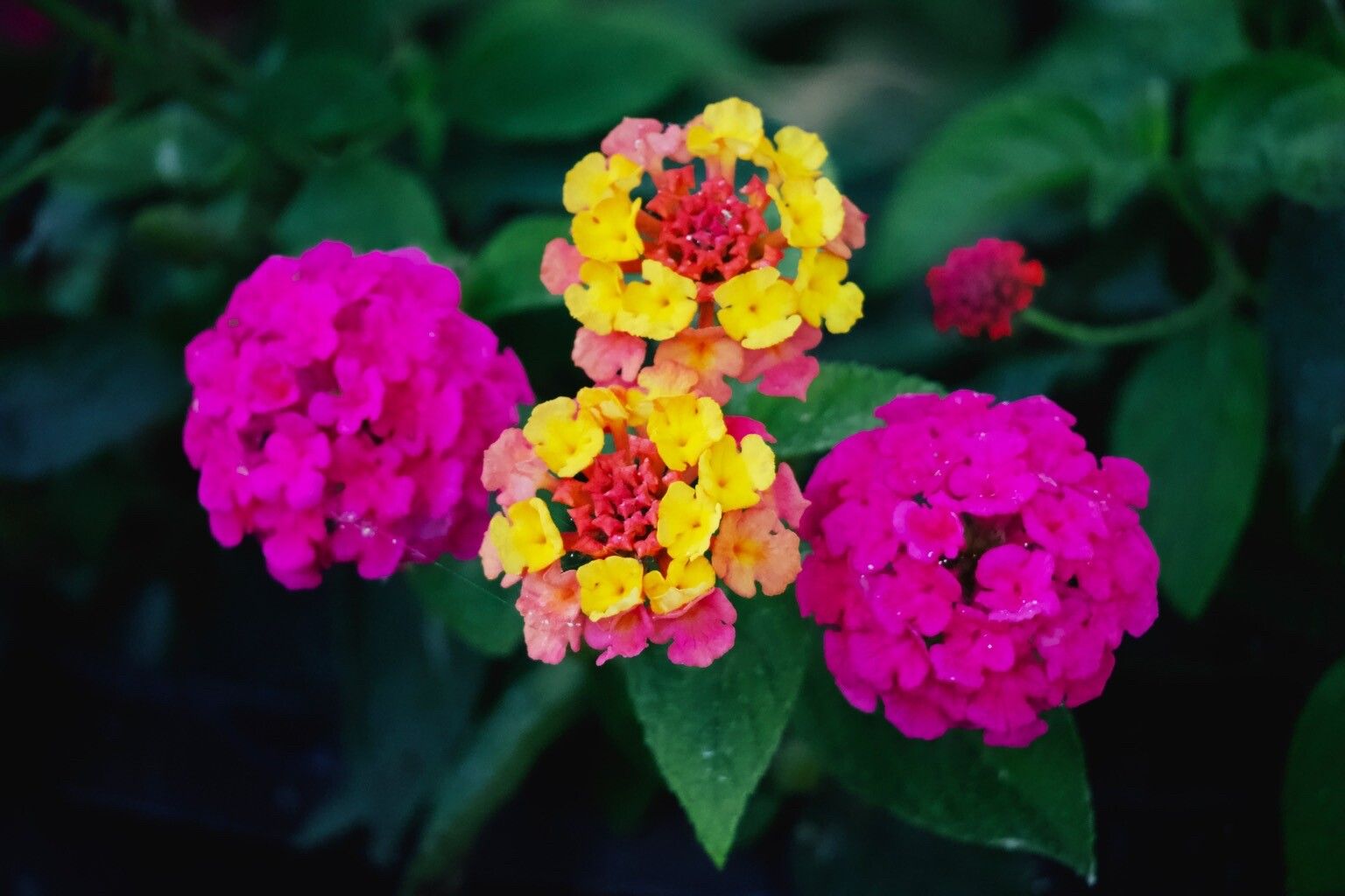 Lantana × aculeata flower