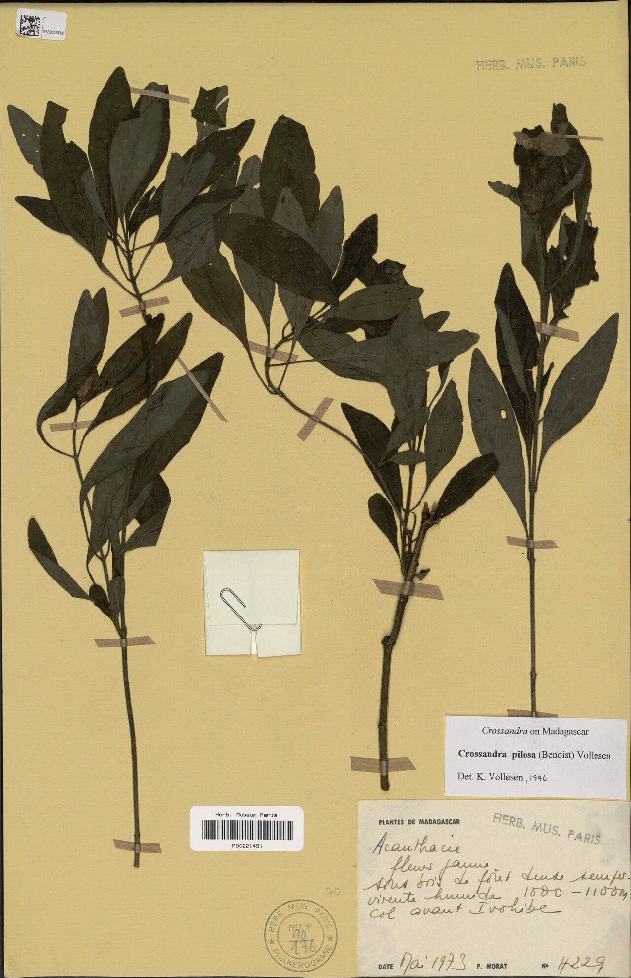 Crossandra pilosa — search result for 'Crossandra'